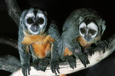 Singes douroucoulis - crédits : Gérard Lacz /Biosphoto/ Photononstop