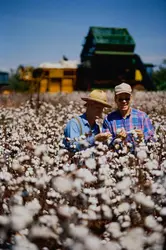 Le coton en Alabama - crédits : Andy Sacks/ Getty Images