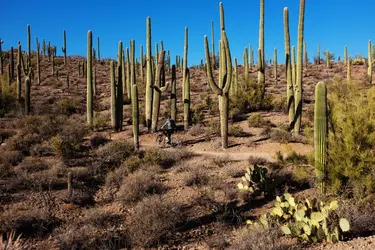 Cactus géants - crédits : Studio One-One/ Moment/ Getty Images