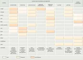 Couleurs des animaux et leur origine - crédits : Encyclopædia Universalis France