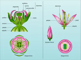 Contortales : types floraux - crédits : Encyclopædia Universalis France