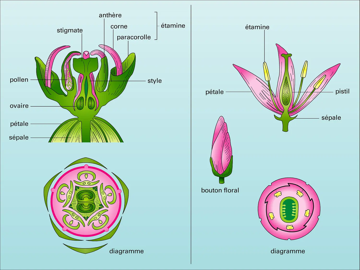 Contortales : types floraux