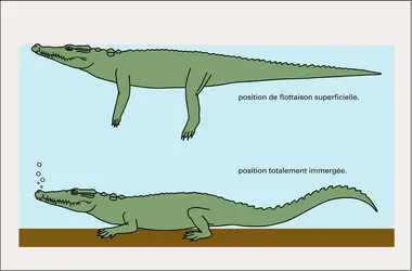 Position adoptées dans l'eau - crédits : Encyclopædia Universalis France