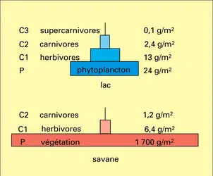 Pyramide des biomasses - crédits : Encyclopædia Universalis France