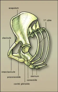 Échidné : ceinture pectorale