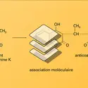 Pharmacologie : modulation - crédits : Encyclopædia Universalis France