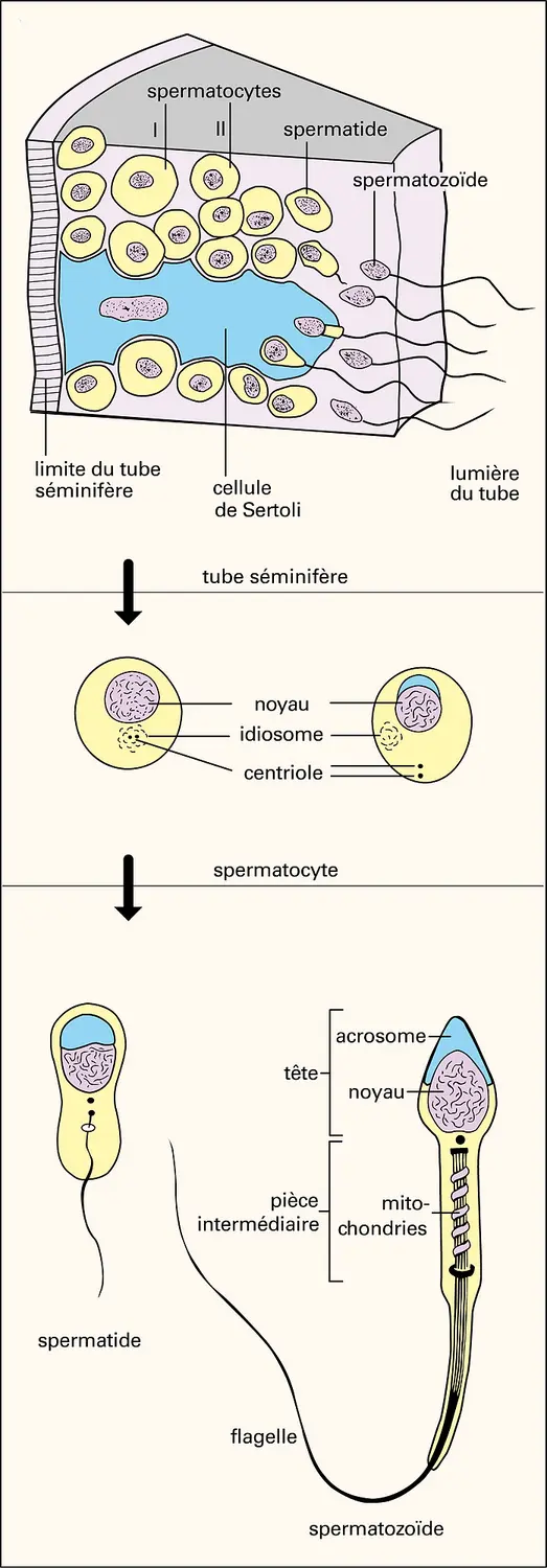 Spermatogenèse et spermiogenèse