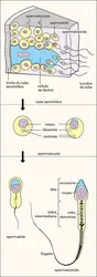 Spermatogenèse et spermiogenèse - crédits : Encyclopædia Universalis France