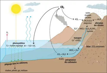 Les deux principaux puits de&nbsp;CO2 - crédits : Encyclopædia Universalis France