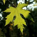 Érable à sucre (feuille) - crédits : De Agostini/ Getty Images