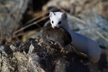 Hermine - crédits : Bryant Aardema -bryants wildlife images/ Getty Images