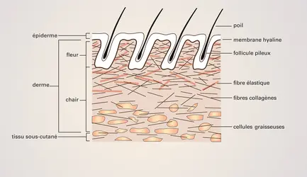 Peau : structure - crédits : Encyclopædia Universalis France