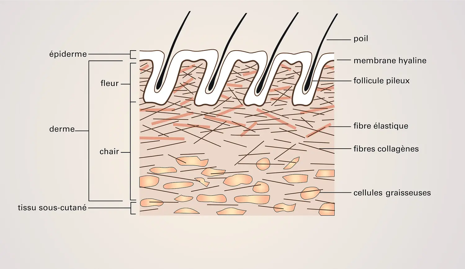 Peau : structure