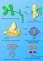 Lotoïdées : caractères botaniques - crédits : Encyclopædia Universalis France