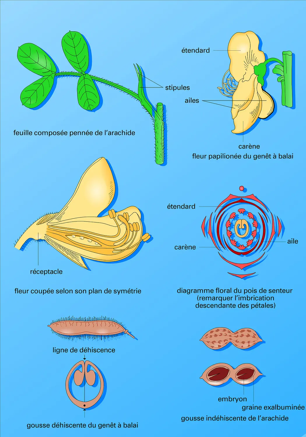 Lotoïdées : caractères botaniques