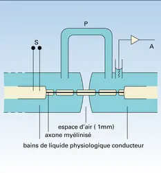 Expérience de Huxley et Stämpfli - crédits : Encyclopædia Universalis France