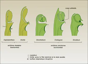Positions des anthères - crédits : Encyclopædia Universalis France