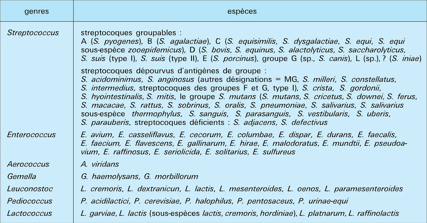 Classification des streptocoques