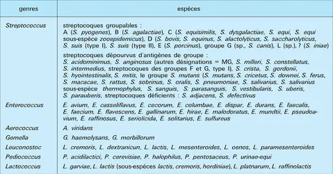 Classification des streptocoques - crédits : Encyclopædia Universalis France