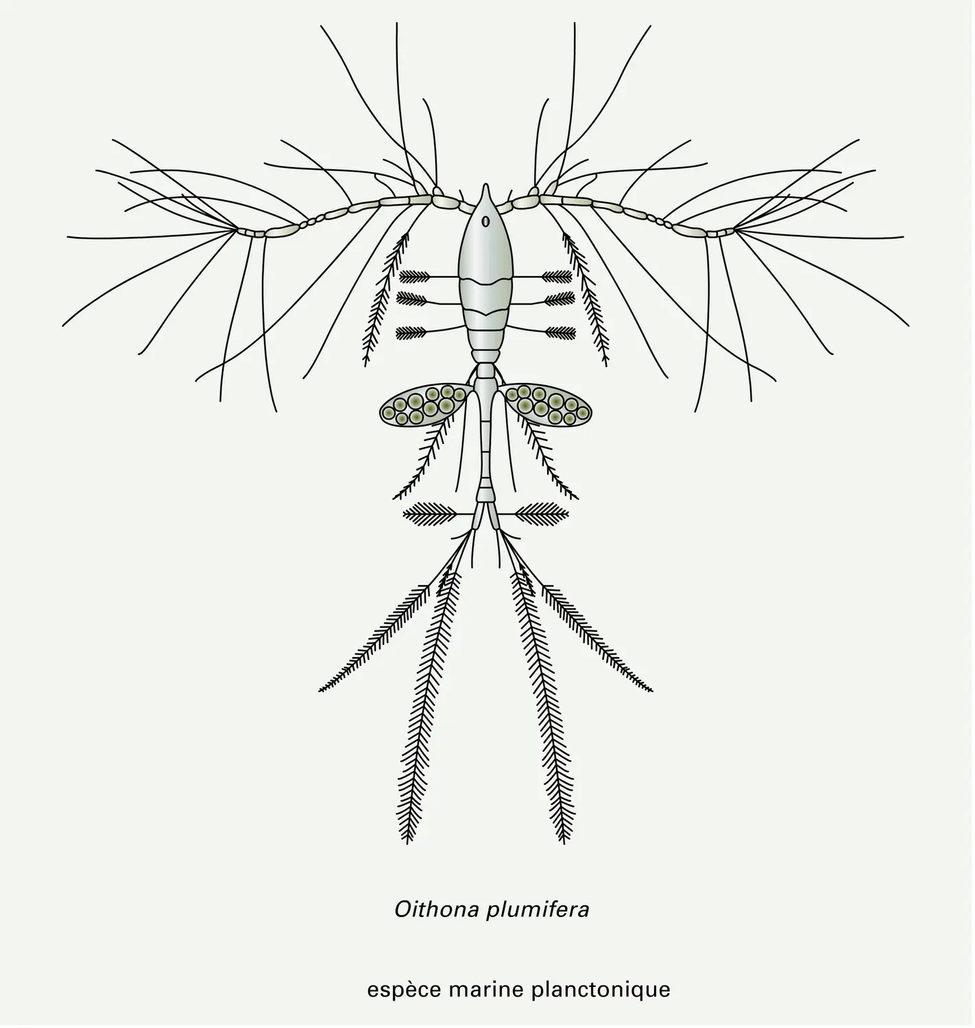 Copépodes : quelques espèces libres - vue 4