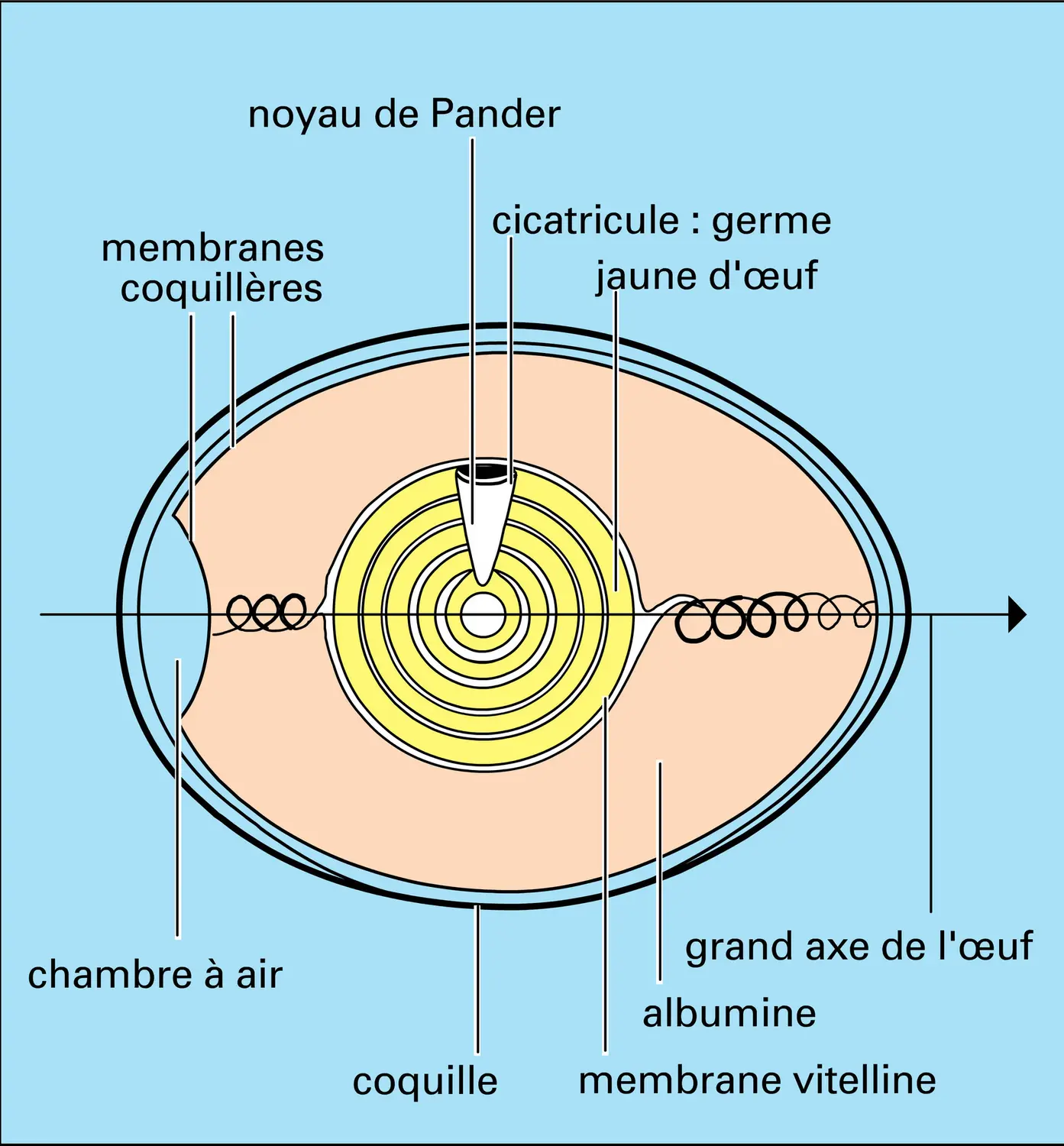 Œuf de poule - vue 1