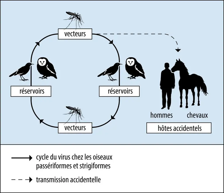 Cycle de transmission des virus Usutu et du Nil occidental (WNV)