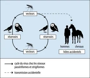 Cycle de transmission des virus Usutu et du Nil occidental (WNV) - crédits : Encyclopædia Universalis France