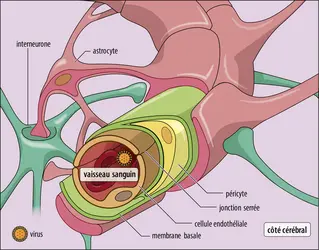 Structure fine de la barrière hémato-encéphalique - crédits : Encyclopædia Universalis France