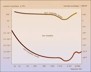 Seuils d'audition et intolérable chez l'homme - crédits : Encyclopædia Universalis France