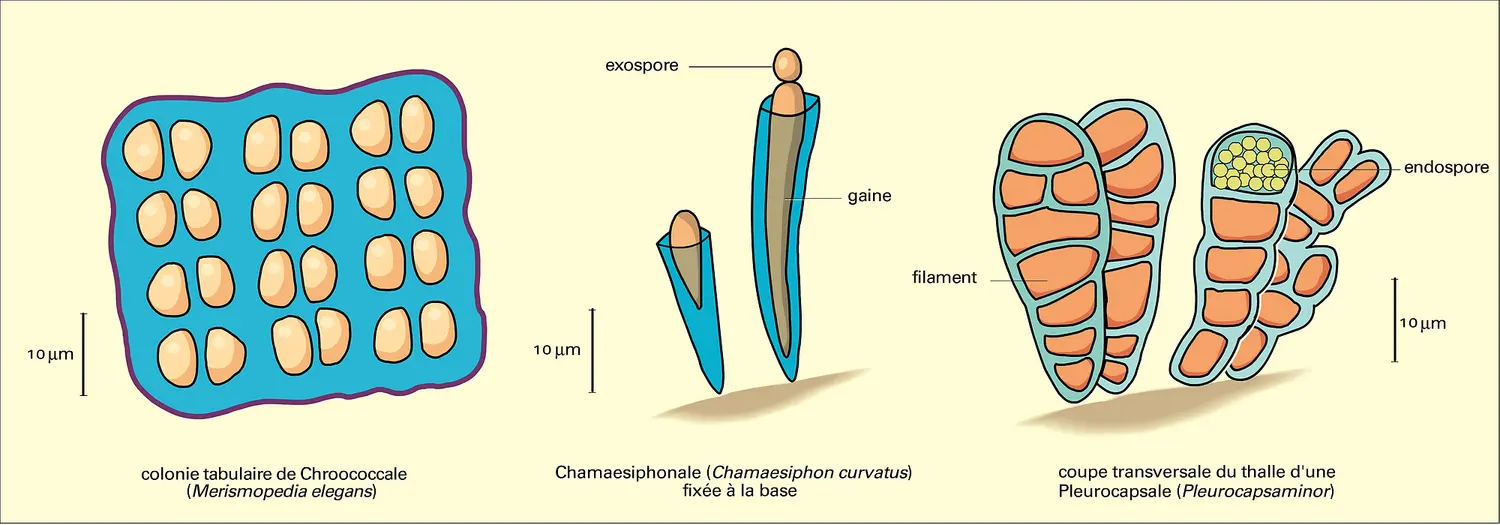 Coccogonophycidées : thalles