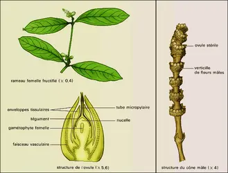 Gnetum gnemon : appareil reproducteur - crédits : Encyclopædia Universalis France