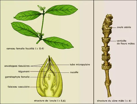 Gnetum gnemon : appareil reproducteur