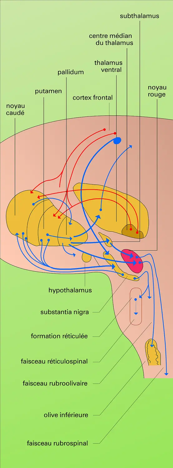 Circuits extrapyramidaux