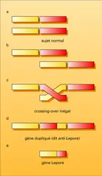 Hémoglobine Lepore - crédits : Encyclopædia Universalis France