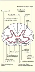 Substance blanche médullaire : faisceaux - crédits : Encyclopædia Universalis France