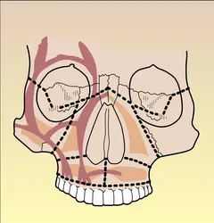 Massif facial - crédits : Encyclopædia Universalis France