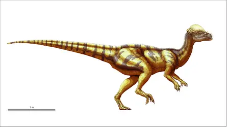 Pachycephalosaurus - crédits : Encyclopædia Universalis France