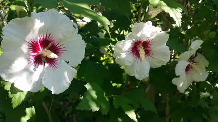 Hibiscus (fleurs) - crédits : karen_hine/ flickr ; CC-BY