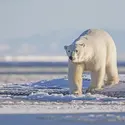 Ours polaire, Alaska - crédits : Sylvain CORDIER/ Gamma-Rapho/ Getty Images