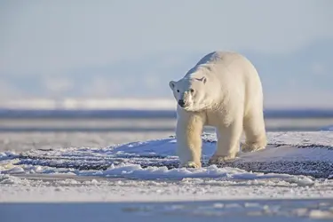 Ours polaire, Alaska - crédits : Sylvain CORDIER/ Gamma-Rapho/ Getty Images