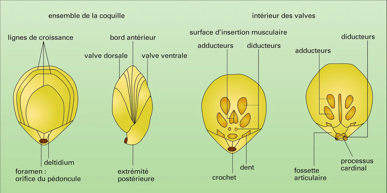 Coquille et valves