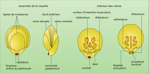 Coquille et valves - crédits : Encyclopædia Universalis France