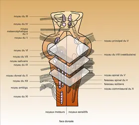 Nerfs bulbaires : noyaux d'origine - crédits : Encyclopædia Universalis France