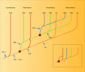 Phylogénie des sous-unités ß des hormones hypophysaires - crédits : Encyclopædia Universalis France