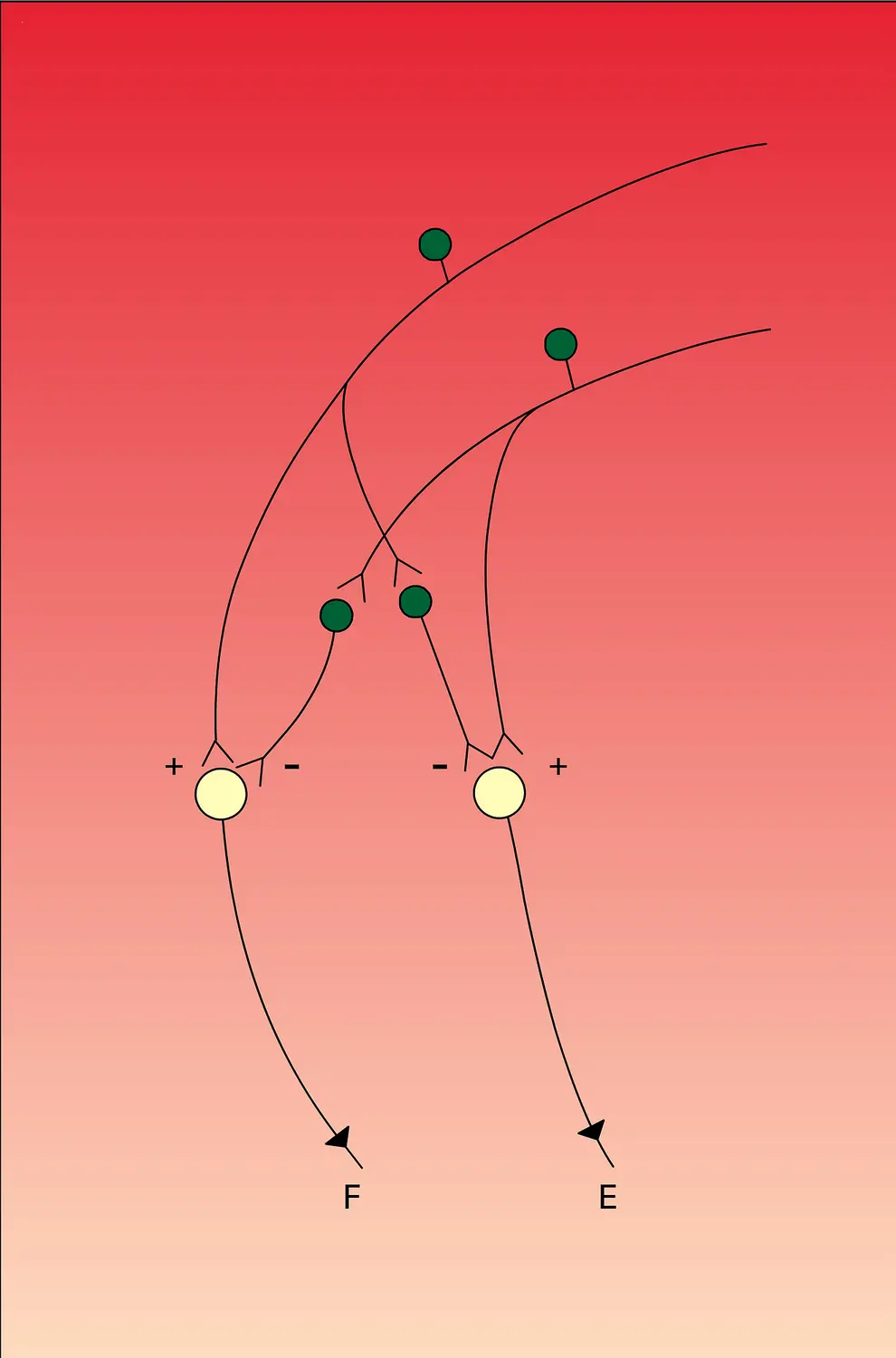 Innervation réciproque