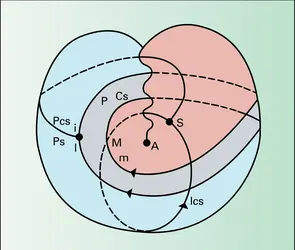 Schéma R identifié à la surface du plan projectif - crédits : Encyclopædia Universalis France