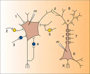 Neurone moteur de la moelle - crédits : Encyclopædia Universalis France
