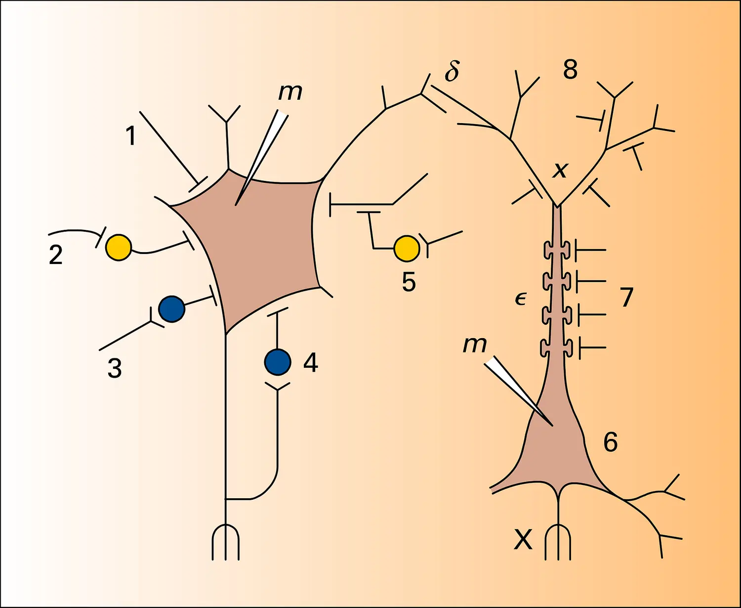 Neurone moteur de la moelle