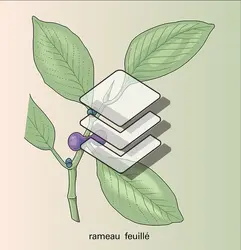 Ficus retusa - crédits : Encyclopædia Universalis France