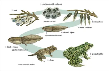 Changement de milieu de vie : du têtard à la grenouille - crédits : Encyclopædia Universalis France